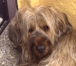 Benji