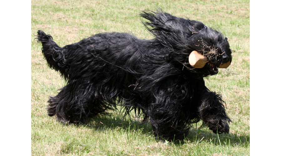 Henry des  travailleurs barbus